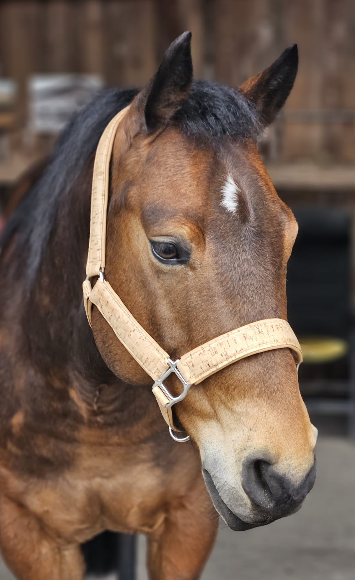 Halfter für Pferde aus Kork und Leder